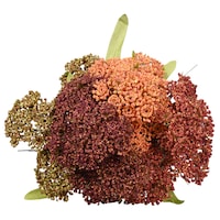 Floral Garden 5-Stem Queen Anne's Lace Bushes, 13 in. — Dollar Tree