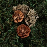 Floral Garden Decorative Moss — Dollar Tree