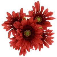 Floral Garden Burgundy Gerbera Daisy Bushes, 13 in. — Dollar Tree