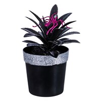 Floral Garden Halloween Succulents with Spiders, 5x3.75 in. — Dollar Tree penny item