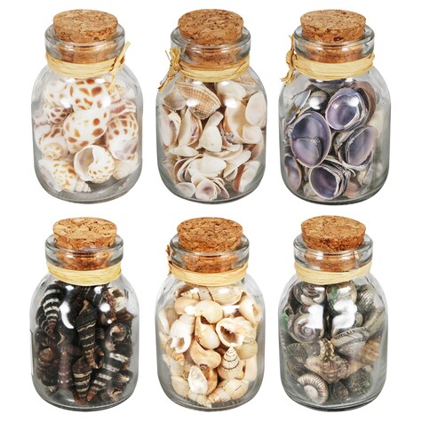 Bulk Decorative Seashells In Glass Jars 2 75x1 75 In Dollar Tree