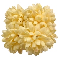 Floral Garden 5-Stem Cream Mum Flowers, 14 in. — Dollar Tree