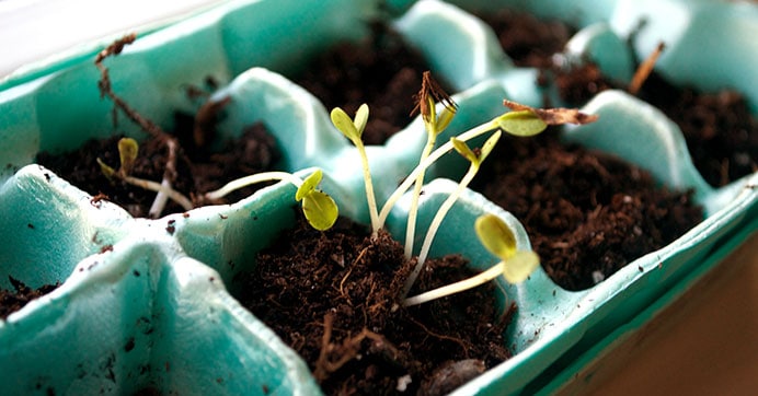 Plant Egg Carton Seeds To Celebrate Earth Day Dollar Tree